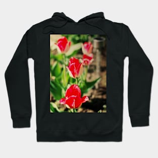 Red Greigii tulips Hoodie